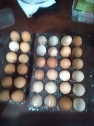 Vendo ovos de galinha caipira