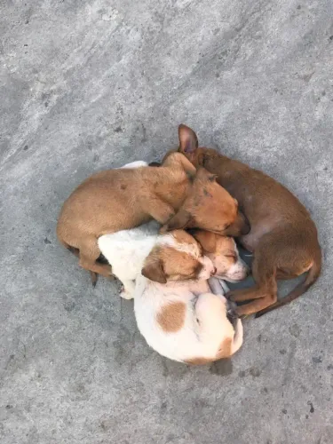 Doação de pet