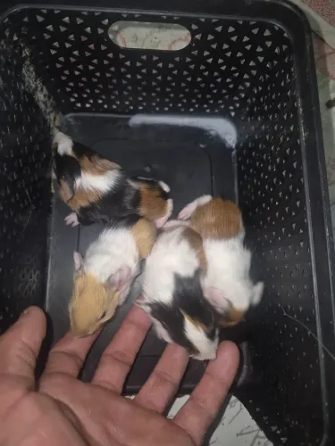 FILHOTES PORQUINHO DA ÍNDIA 120$