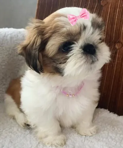 Filhote Shih Tzu
