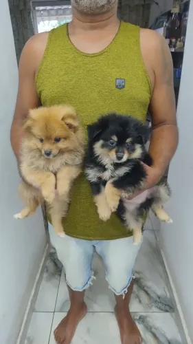 Filhotes de Spitz alemão a pronta entrega, 2 machinhos e uma fêmea R$ 2,000 aceito troca