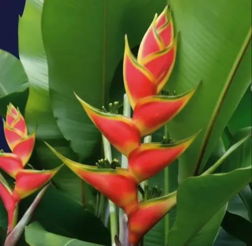 VENDO MUDAS HELICÔNIA planta ornamental para paisagismo 