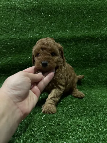 Poodle Toy Red e Abricot