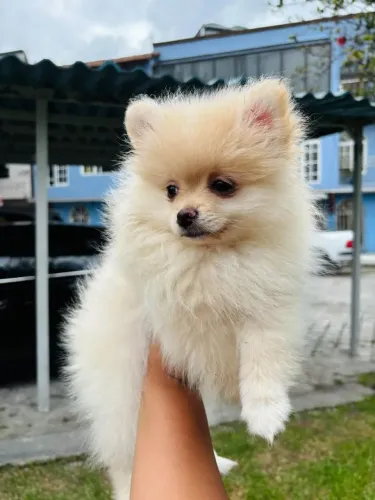 Filhotes de spitz alemão