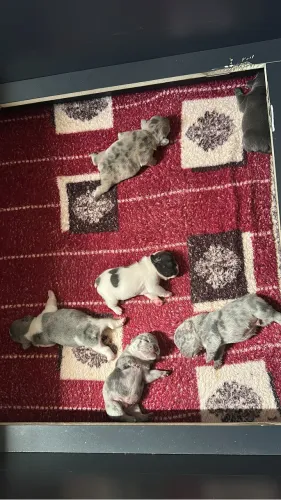 Buldogue francês