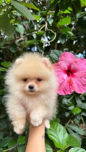 Spitz Alemão Anão