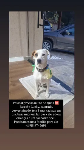 Doa-se Macho filhotão tem menos de 1 ano