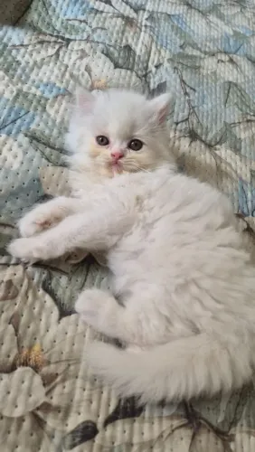 Gato Persa