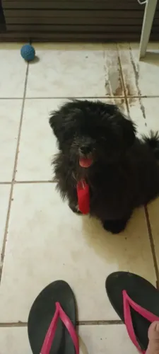 Vendo cachorro Mine Shitzu