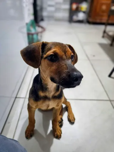Cadelinha filhote precisa de um lar