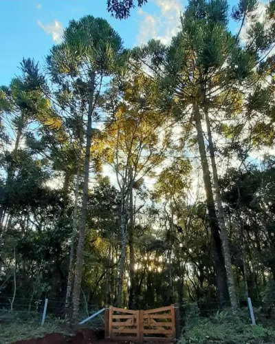 Terreno Sitio ou Chacara Fernandes Pinheiro Assungui PR 4 Alqueires
