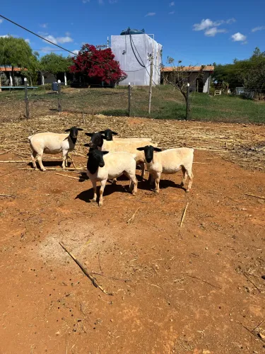Ovelhas Dorper
