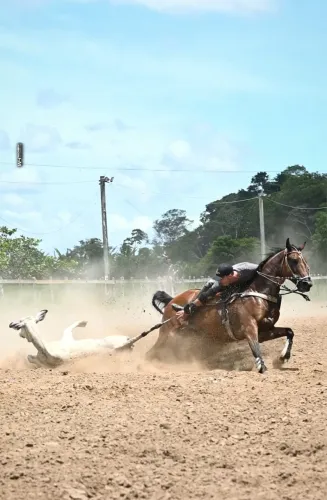Cavalo de vaquejada 