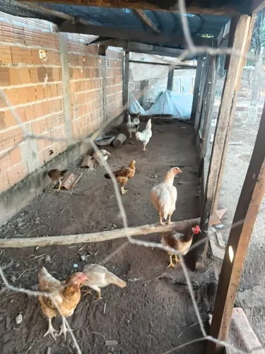 Galinhas caipiras