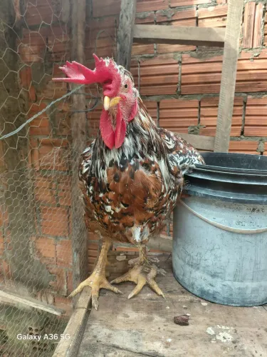Galo gsb puro