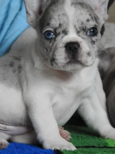 Filhote de bulldog francês