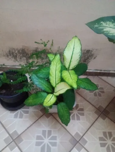 Planta comigo ninguém pode pequena