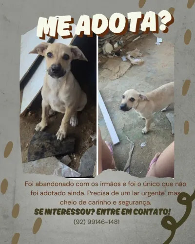 Filhote de cachorro macho 