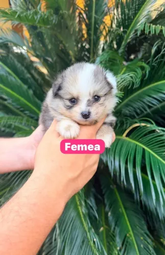 Filhote Lulu Alemão Muito Fofo
