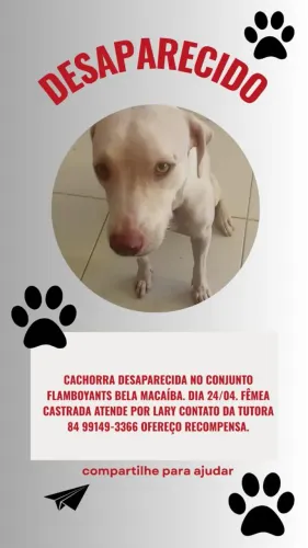 Cachorra desaparecida no conjunto flamboyants bela Macaíba 