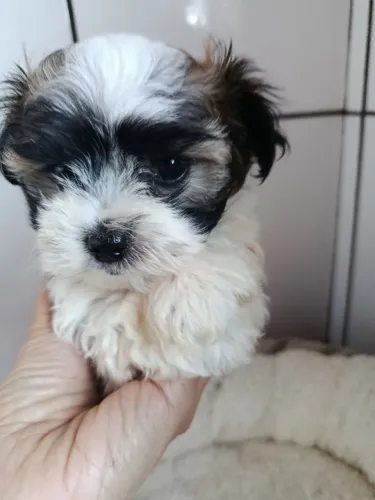 Filhotes de Lhasa