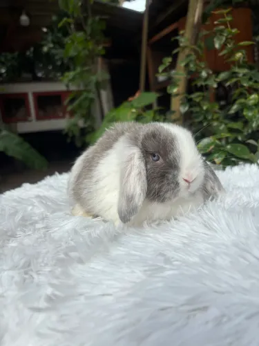 Coelho Filhote Mini Lop