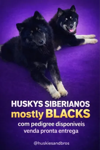 PROMO HUSKY SIBERIANO MACHO MOSTLYS ATÉ FINAL DE JULHO a CINOFILIA MAIOR PEDIGREE SOBRACI 
