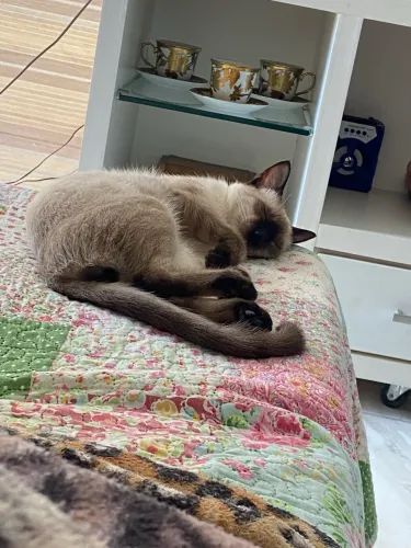 Gato 