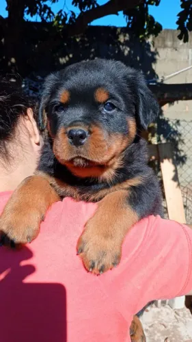 FILHOTES DE ROTTWEILER - COM PEDIGREE CBKC