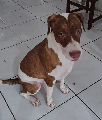 Cachorro