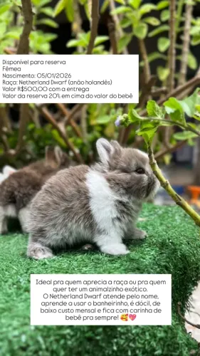 Netherland Dwarf 