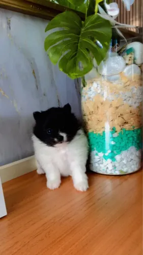 Spitz alemão
