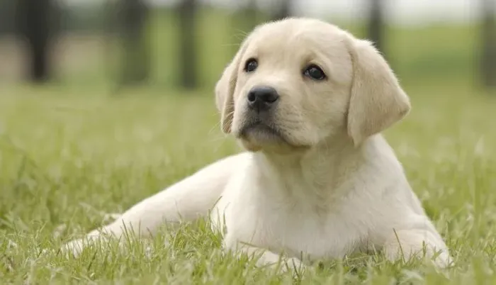 Filhotes de Labrador | Pequenos peludos cheios de charme!