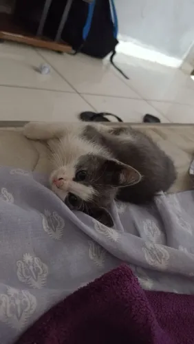 Gatinho macho doação