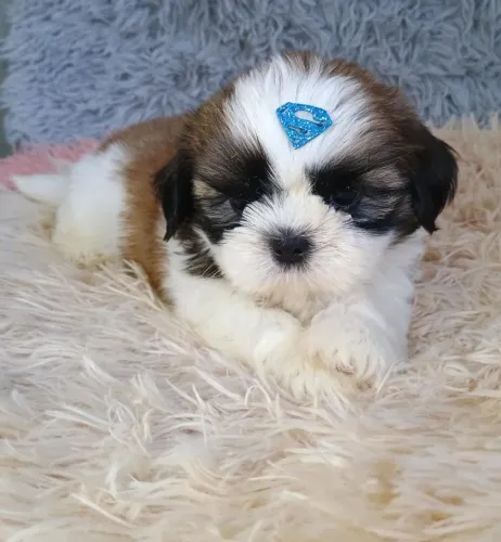 Shih-Tzu Macho Vacinado 