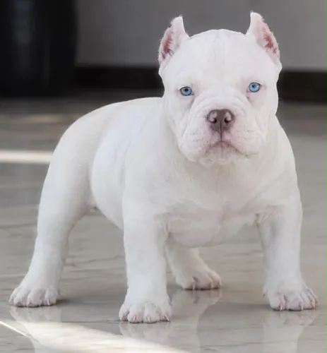 American bully