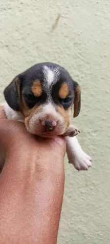 Beagle Mini Fêmea - Pedigree CBKC Opcional 