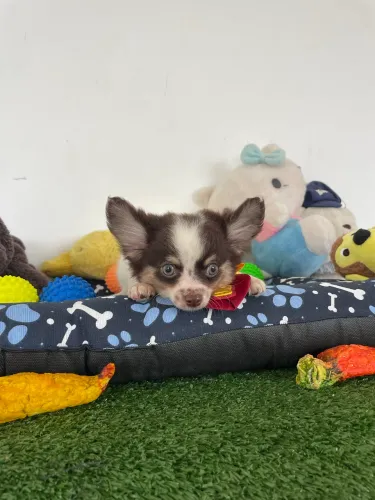 Chihuahua pelo longo macho $3.900,00