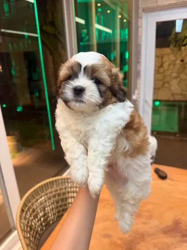Vende-se filhote Shih Tzu