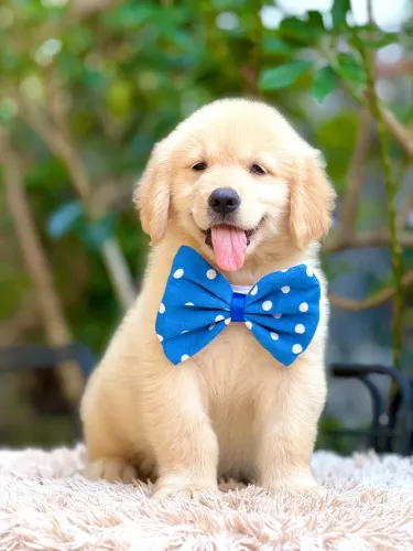 Golden Retriever filhote com pedigree
