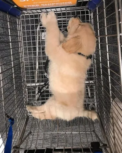 Golden Retriever charmoso 