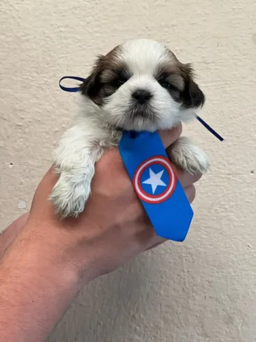 Shih Tzu disponível para um lar cheio de amor
