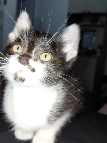 Adoção de gatinho
