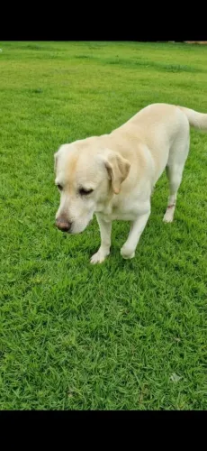 Doação filhotes de Labrador mestiços. Doação responsável. 