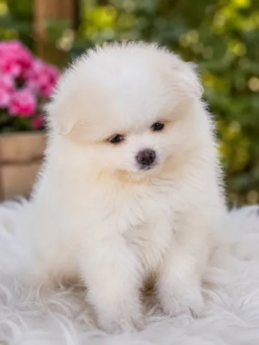 Lulu da Pomerânia (Spitz Alemão)
