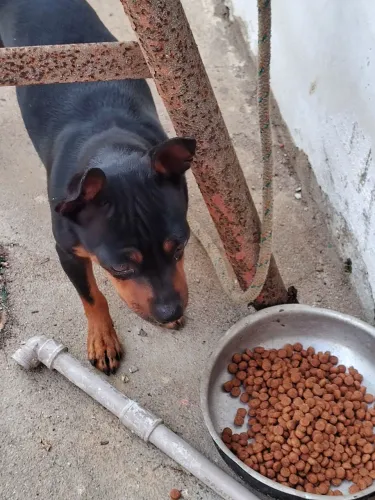 Pinscher a venda