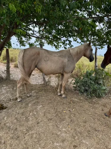 Égua quarto de milha P.O, Destiny Steel x Alamitos Lad