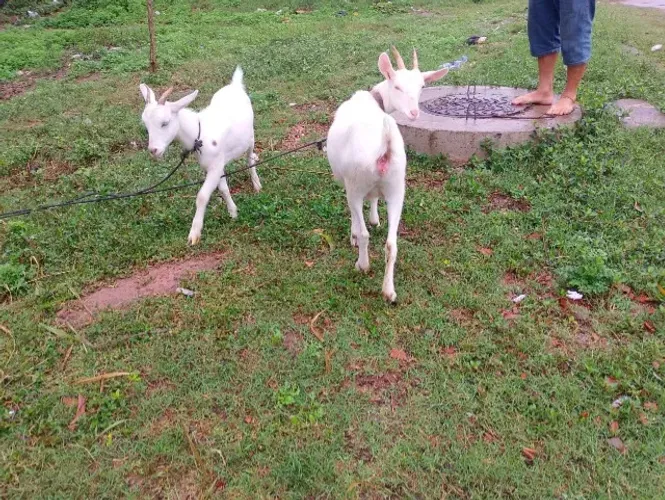 Cabras Saanen