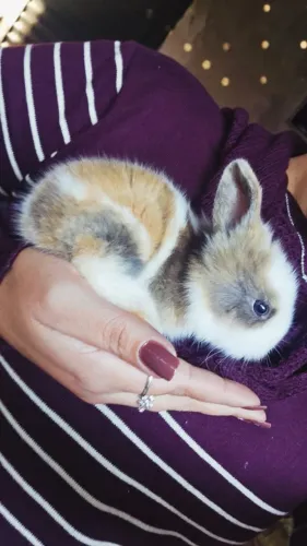 Coelhos mini