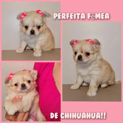 Perfeitas Fêmea De Chihuahua Com Pedigree!